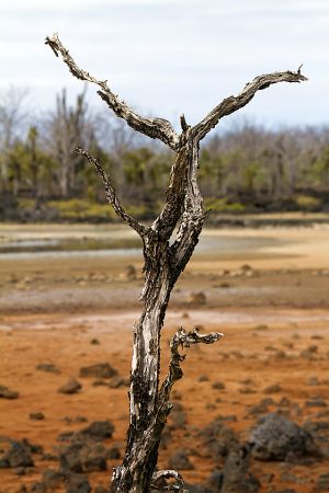 Dragon Hill, Santa Cruz Island, Galapagos 072.jpg